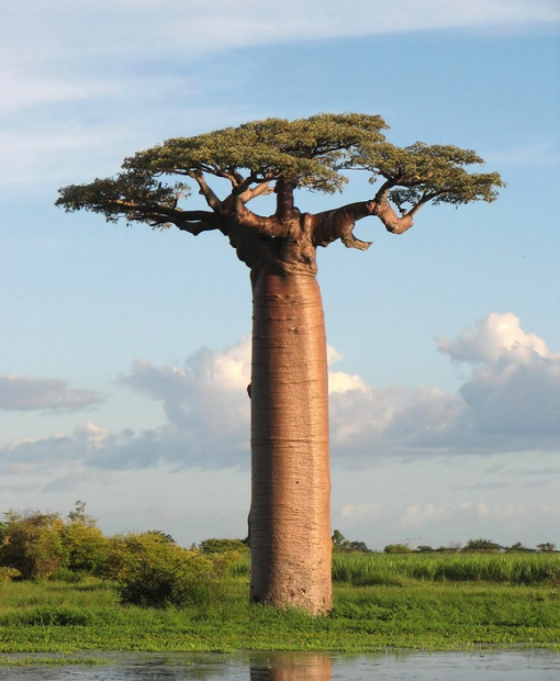Travel eSIM for Africa